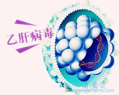 乙肝病毒携带者 乙肝病毒携带者