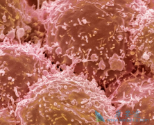 ��������(Apatinib)500mg�������Ʒ�Сϸ���ΰ������ô���