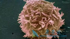 ��������(Arimidex)�����������ܷ��һ���������ٰ�����