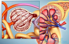 ����������ҩ���Ƿ��ð�������(axitinib)������άĪ˾