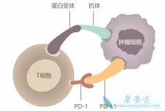 PD-1���Ƽ����ƺ��Ƥ��������Ӧ���ñ����Ʒ�����