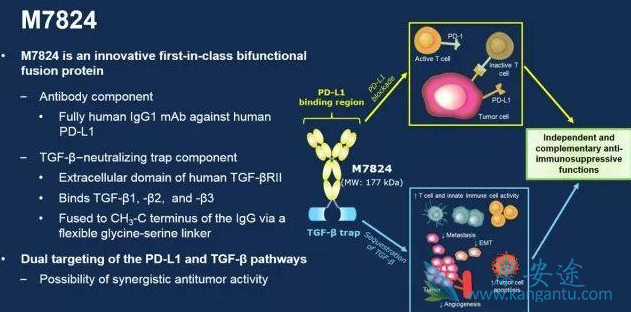 PD-L1抗体 PD-L1抗体