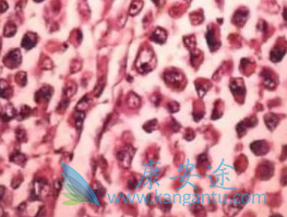 ����֯����