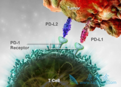 PD-1���Ƽ���ȱ������Щ����ʲô�������Ա��⣿