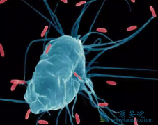 PD-1���Ƽ����ϻ��ƿ������Ч�ʵ����������зΰ����ߵ�������ѡ