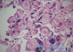 ��������������������֯�������нϺõ���Ч�Ͱ�ȫ��