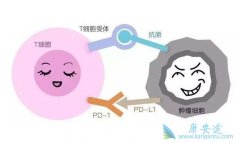 �̵���Щ���߲��ʺ�ʹ��pd-1���Ƽ���������