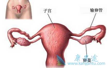 卵巢上皮性肿瘤 卵巢上皮性肿瘤