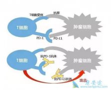 ����Щ�������Ԥ��PD-1���Ƽ������ƹ����е�Ч��