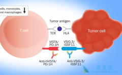 Ϊʲô����ҩ��PD1/PD-1���Ƽ���ô���棿