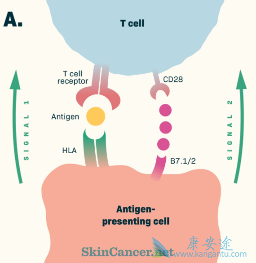 CTLA-4单抗 CTLA-4单抗