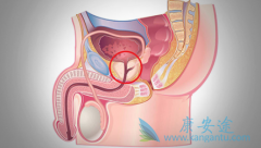 apalutamide�ɴ���ӳ�ǰ���ٰ�������ת��������