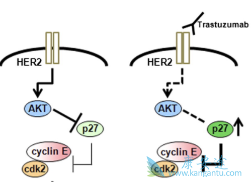 T-DM1 T-DM1