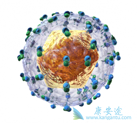 丙肝抗体 丙肝抗体