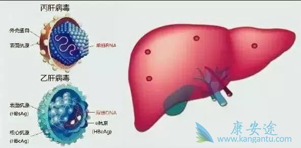 丙肝治疗方法 丙肝治疗方法