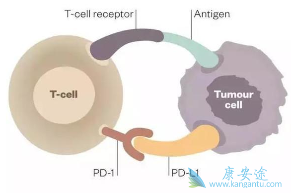 卡瑞利珠单抗 卡瑞利珠单抗