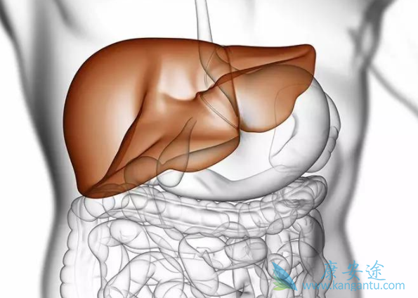 乙型肝炎病毒 乙型肝炎病毒