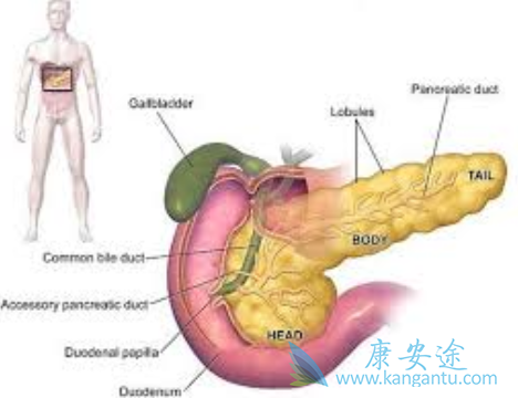 胰腺癌治疗 胰腺癌治疗
