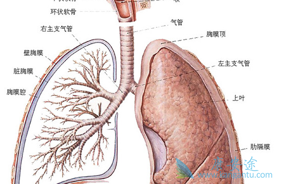 肺纤维化 肺纤维化