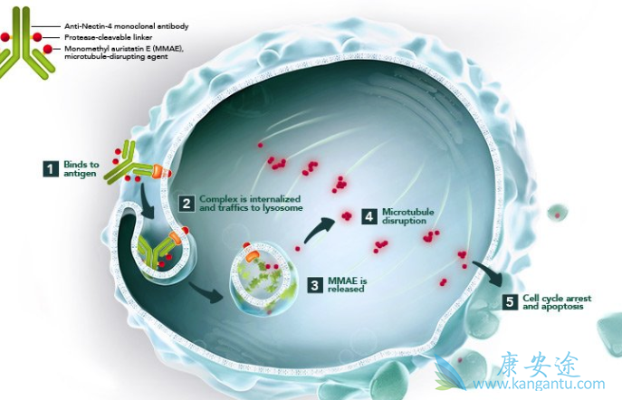 抗体药物偶联物 抗体药物偶联物