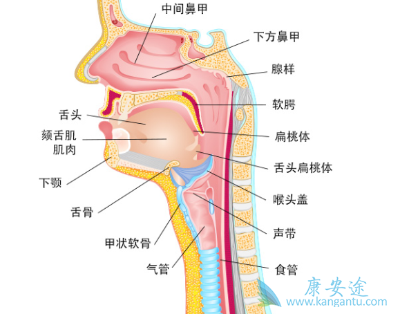 扁桃体癌 扁桃体癌