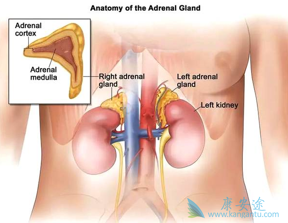 肾上腺皮质癌 肾上腺皮质癌