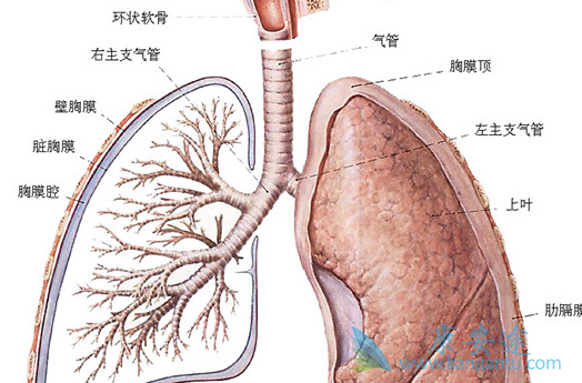 肺纤维化 肺纤维化
