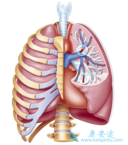 肺动脉高压治疗 肺动脉高压治疗
