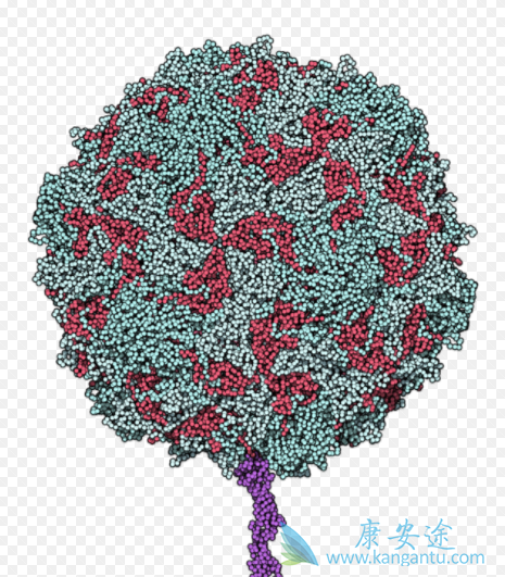 脊髓灰质炎病毒 脊髓灰质炎病毒