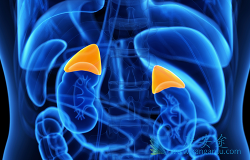 肾上腺肿瘤 肾上腺肿瘤