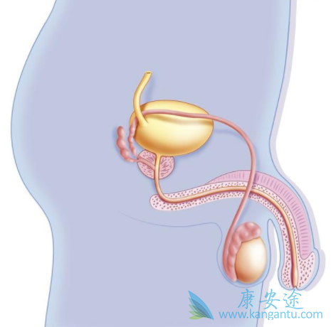 前列腺癌能活多久 前列腺癌能活多久