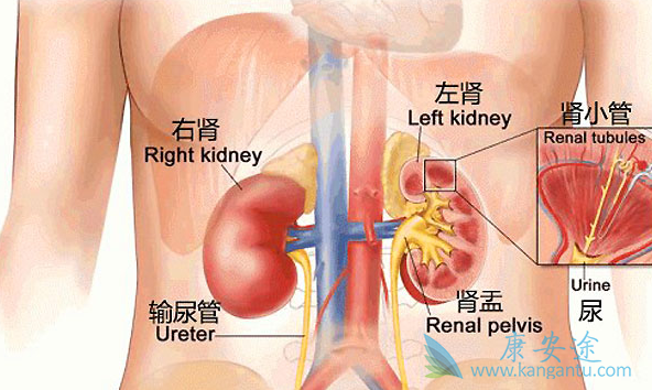 肾癌转移 肾癌转移