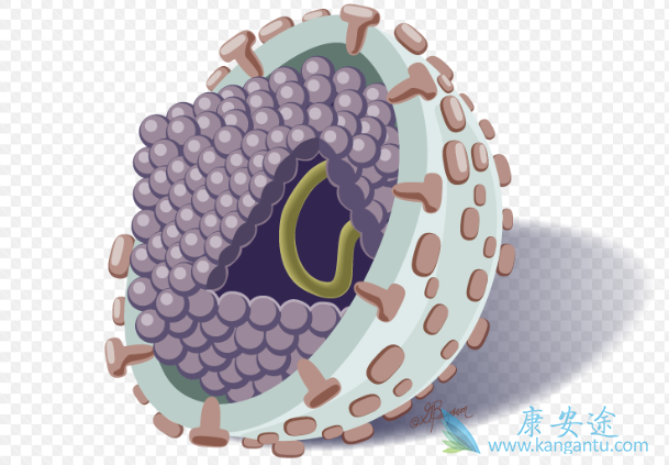 丙肝抗体 丙肝抗体