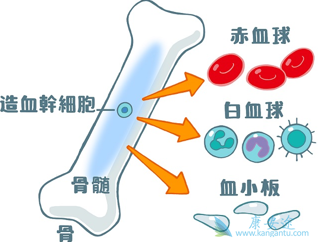 白血病治疗 白血病治疗