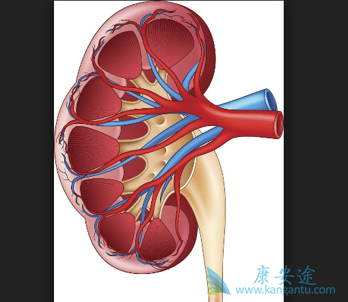 肾癌转移 肾癌转移