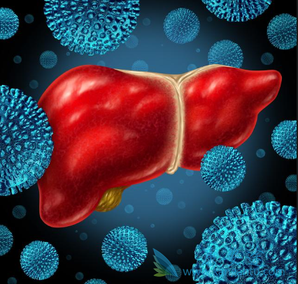 丙肝病毒携带者 丙肝病毒携带者