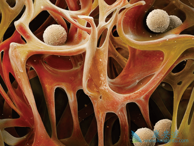 骨髓瘤能治好吗 骨髓瘤能治好吗