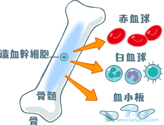 白血病的原因 白血病的原因