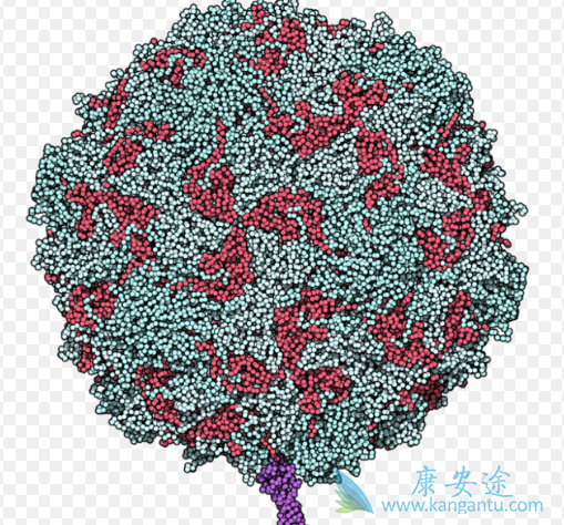 脊髓灰质炎病毒 脊髓灰质炎病毒