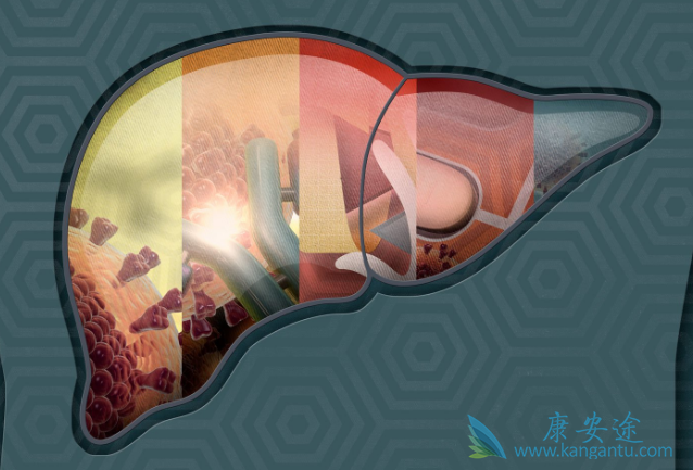 丙肝病毒 丙肝病毒