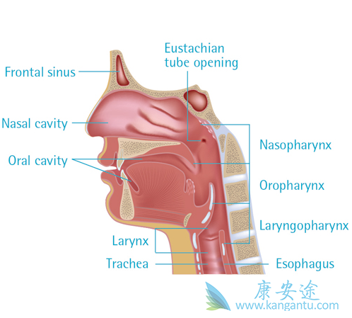 鼻咽癌治疗 鼻咽癌治疗