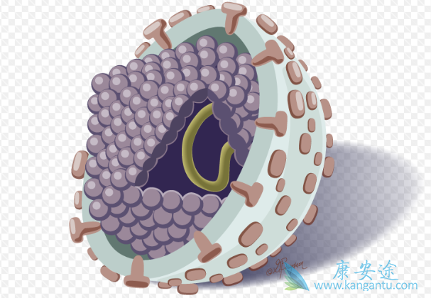 丙肝病毒 丙肝病毒