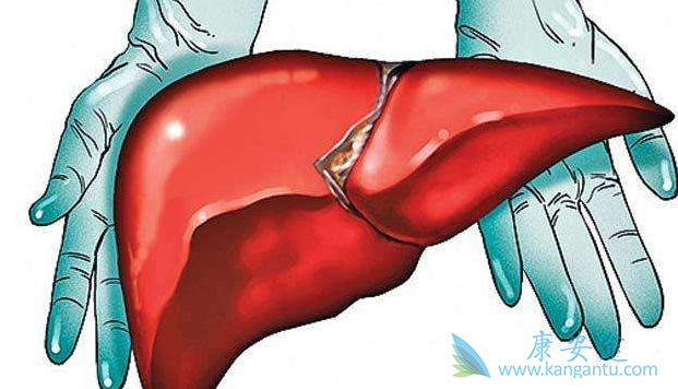 乙肝病毒携带者 乙肝病毒携带者