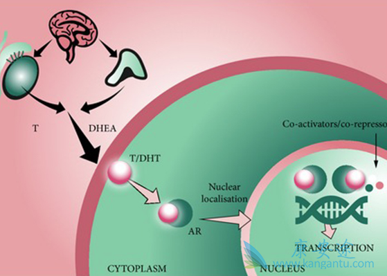 前列腺癌 前列腺癌