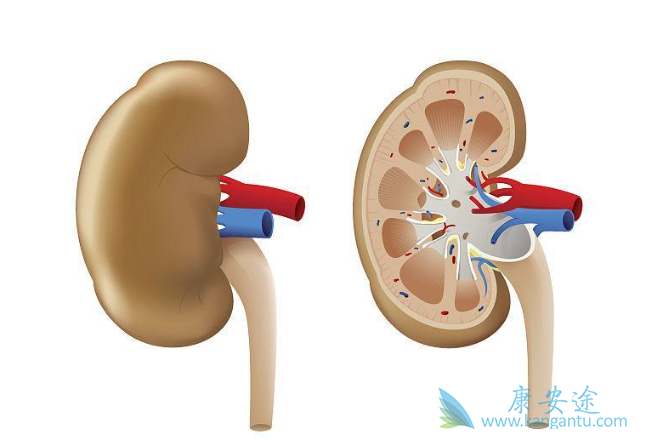 肾癌晚期 肾癌晚期