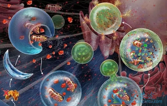 肿瘤标志物 肿瘤标志物