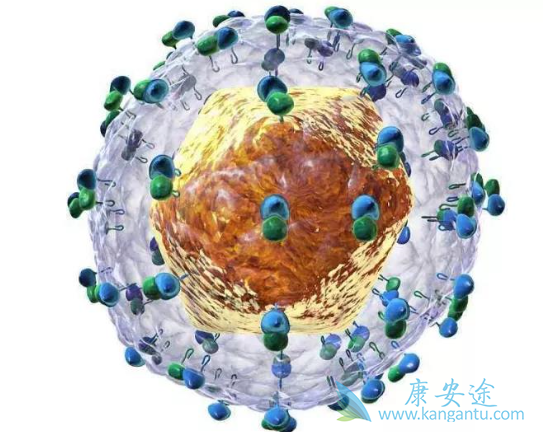 丙肝病毒 丙肝病毒