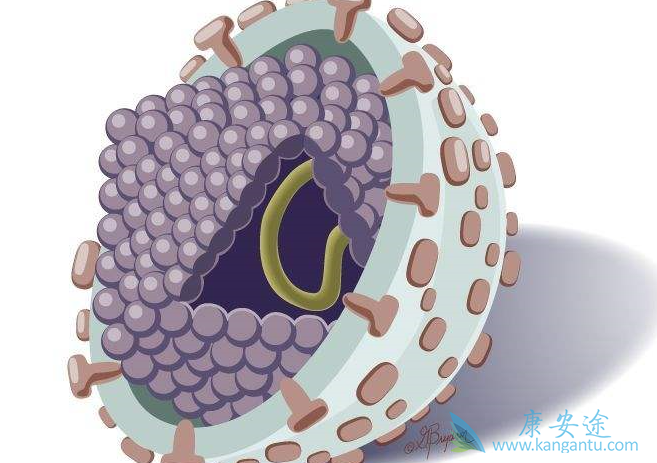 丙肝病毒 丙肝病毒