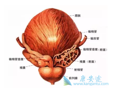 前列腺癌 前列腺癌