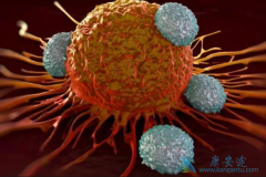 ��֢���ߵ���ʳ����